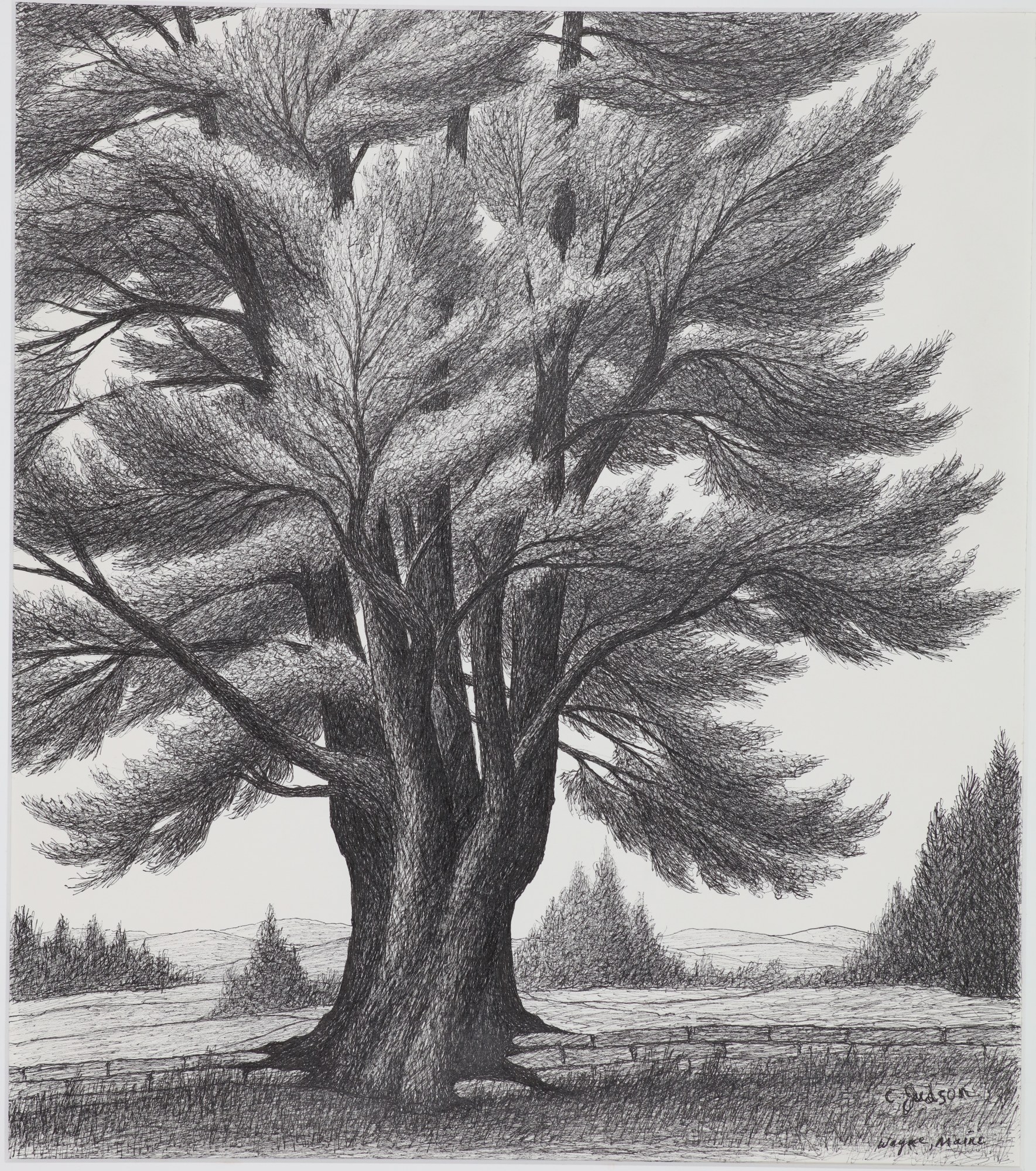 Old Tree, Late Spring — graphite portrait of a single large tree, signed.