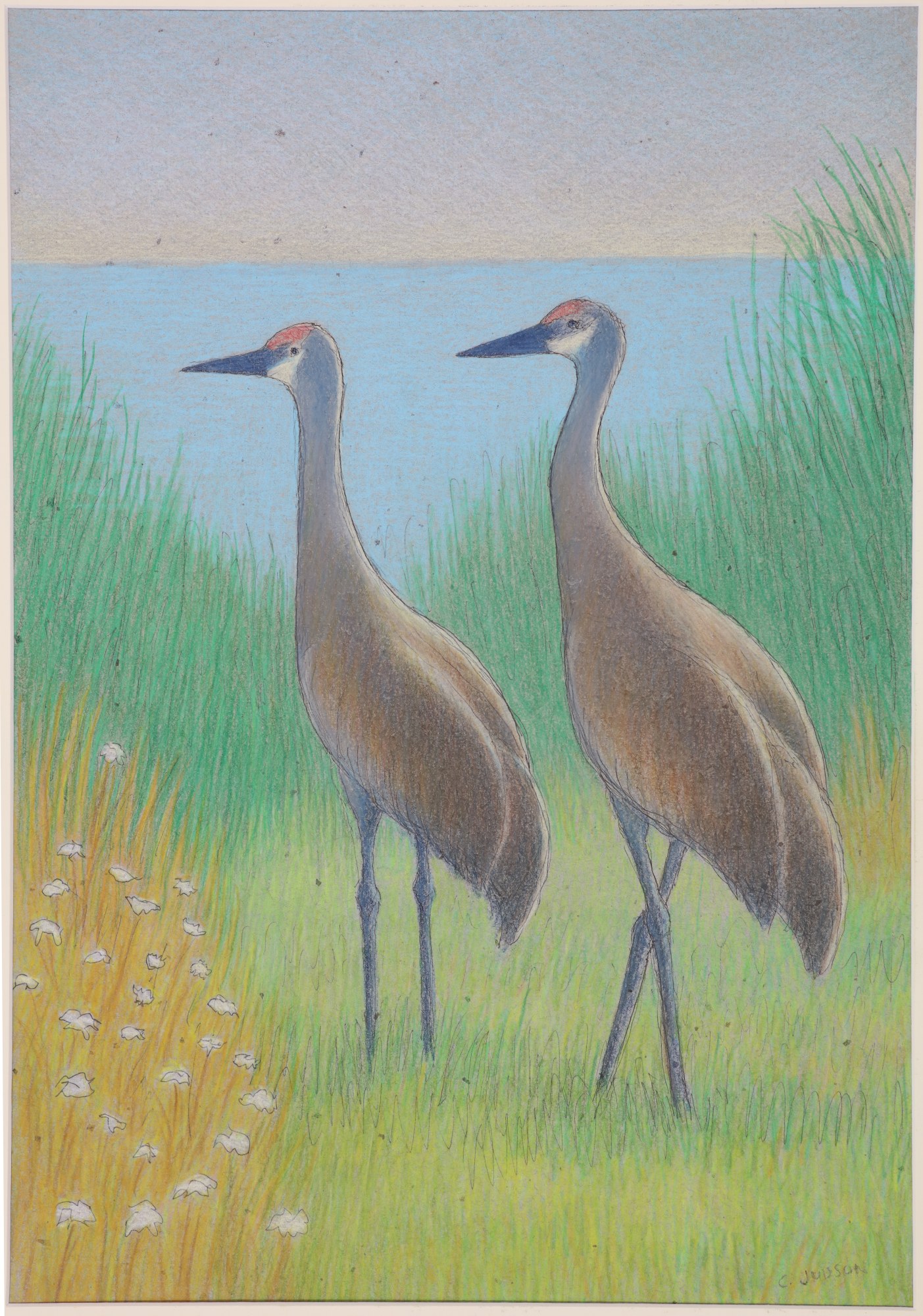 Two Cranes — two sandhill cranes in tall grass, colored pencil on paper.
